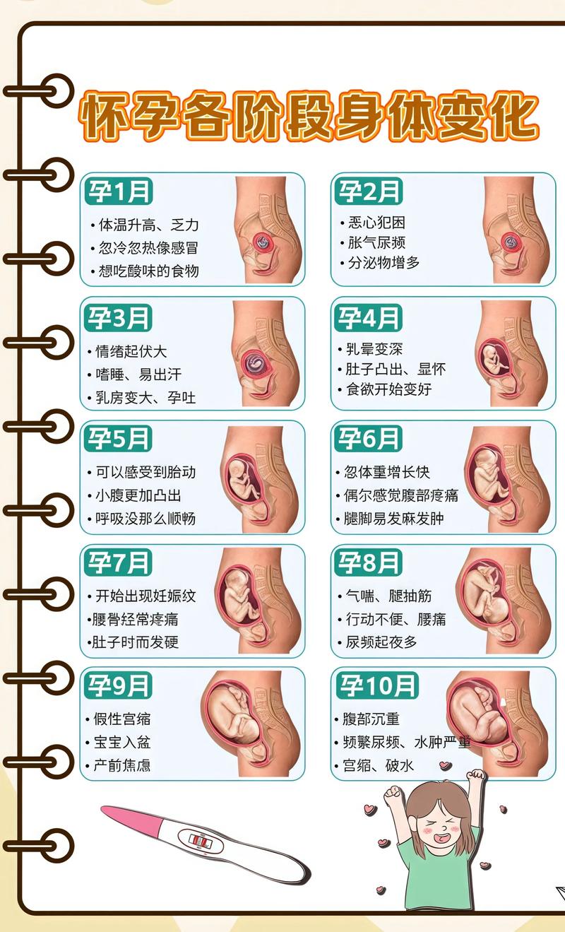 揭秘供卵代孕妈妈怀孕小腹分两节，孕期变化的奥秘忻州代生机构: